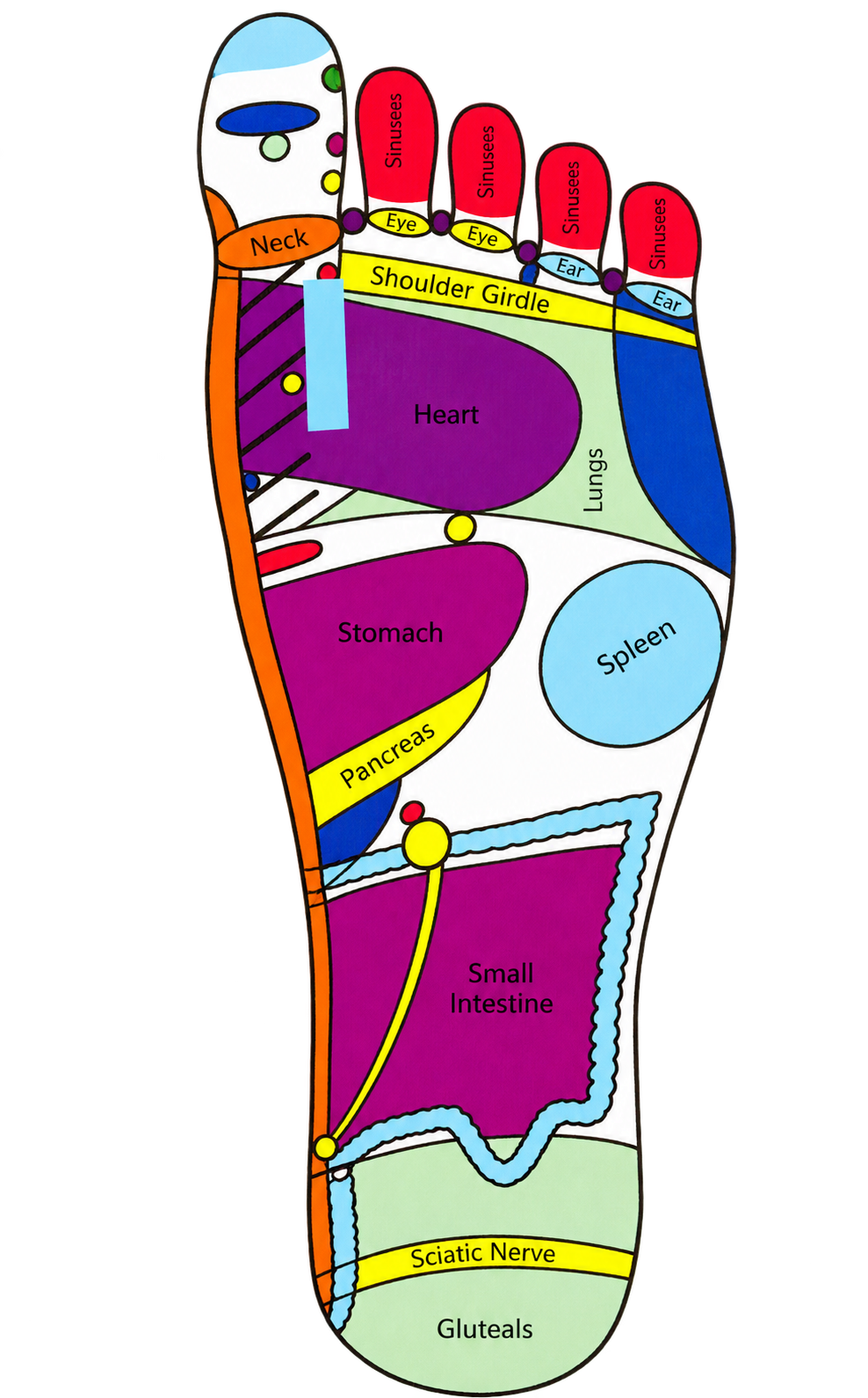Left foot sole showing the coloured reflex areas and internal labels from the reflexology chart.