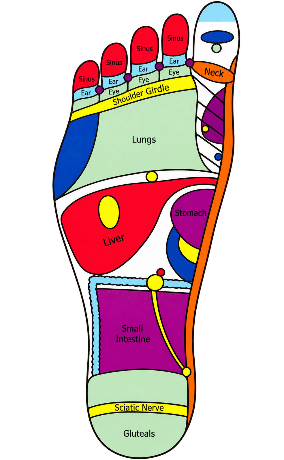 Right foot sole with coloured reflex areas and internal labels